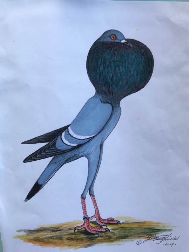 22049883_1953134348260700_6835075918405538798_n 22049883_1953134348260700_6835075918405538798_n