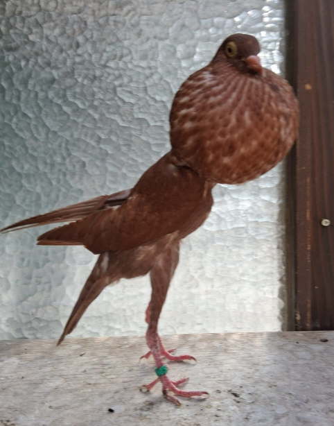 Rot - juli_1