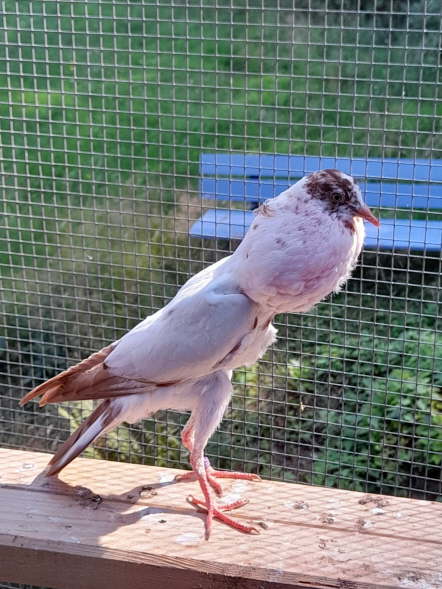 Rotstorch-3