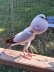Rotstorch