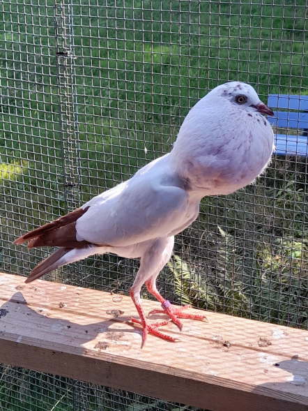 Rotstorch