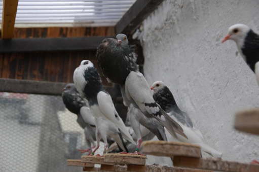 Zchterbesuch bei Lothar Mller 2014 (1)