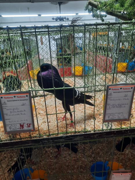 auf der Ausstellung - Tiere -3