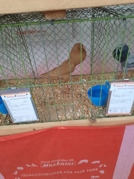 auf der Ausstellung - Tiere -5