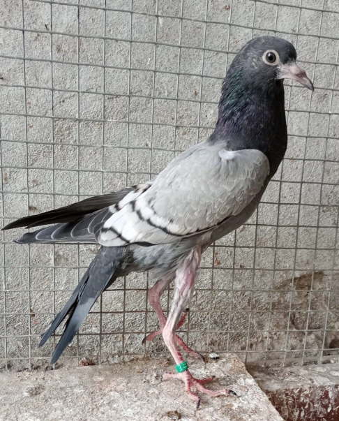 bei Jiraj Cintula