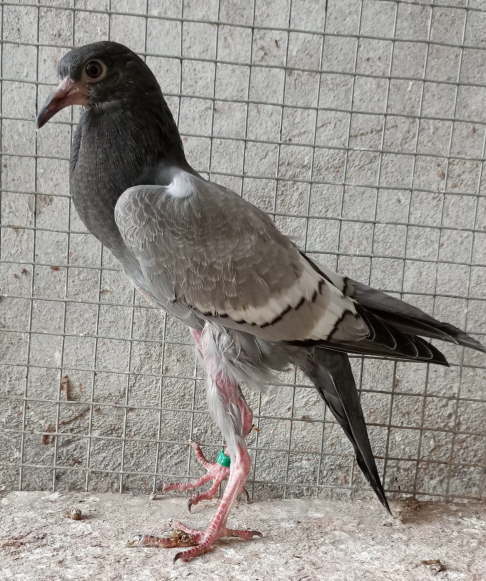 bei Jiraj Cintula -2