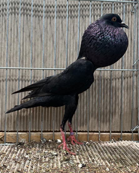 von Jungzchter Luca -2