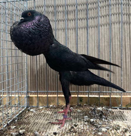 von Jungzchter Luca -3