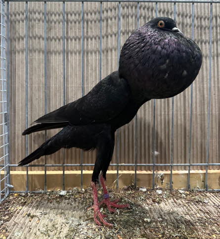 von Jungzchter Luca -4